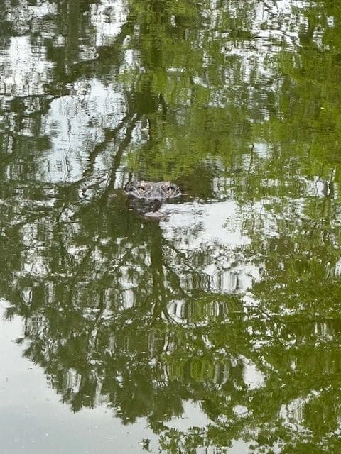 Alligator, Dataw Island.