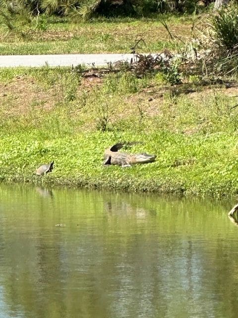 Turtle and alligator, Dataw Island.