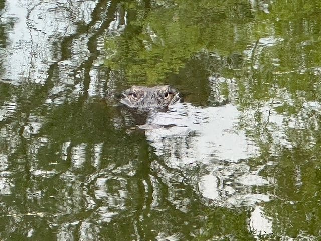 Alligator, Dataw Island.