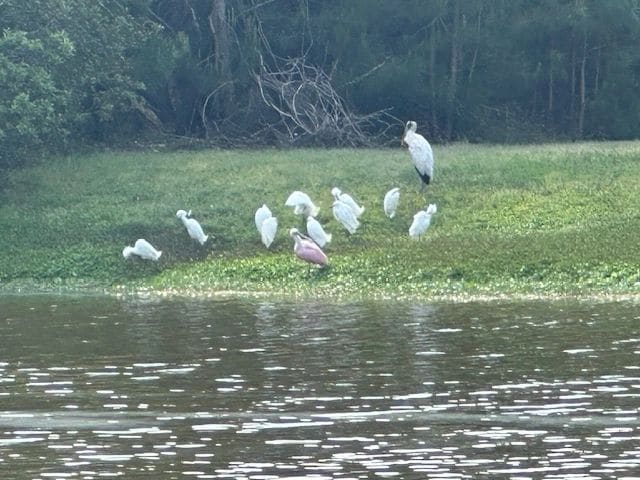 A Roseate spoonbill, Dataw Island.