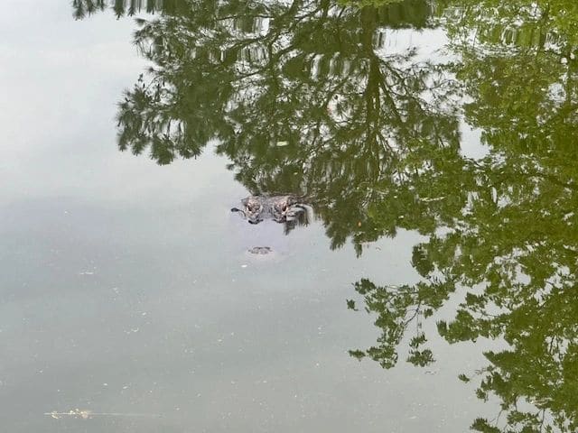 Alligator, Dataw Island.