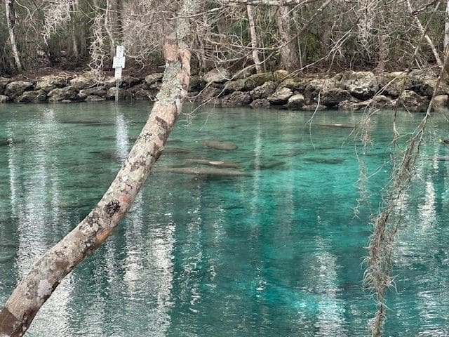 Manatees in the Crystal River National Wildlife Refuge