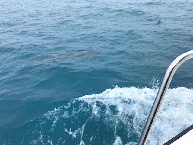 Dolphin sightings always lift spirits