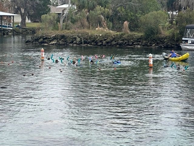 Watching people swimming with manatees (during dinghy ride)