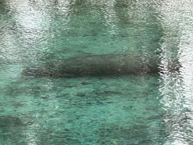 A manatee