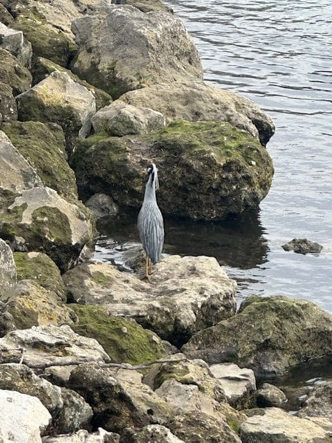 The Yellow-crowned Night Heron sighted at the Crystal River National Wildlife Refuge