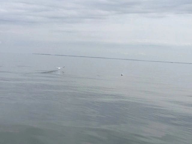 Glassy Chesapeake Bay, from Crisfield to Annapolis.