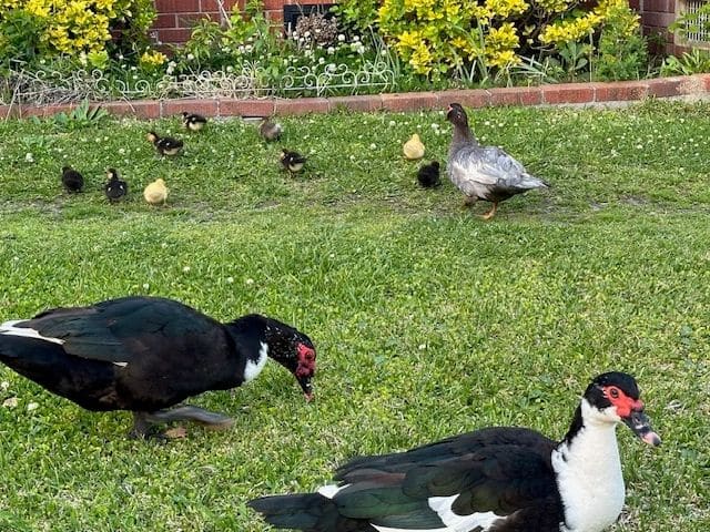 The Muscovy ducks of Swansboro!