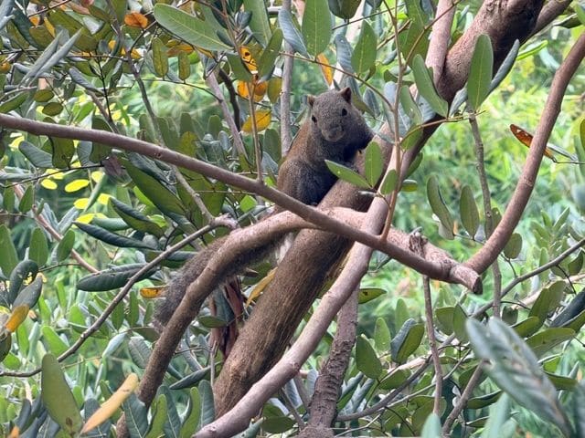 Rob's squirrel (he finds it each day)