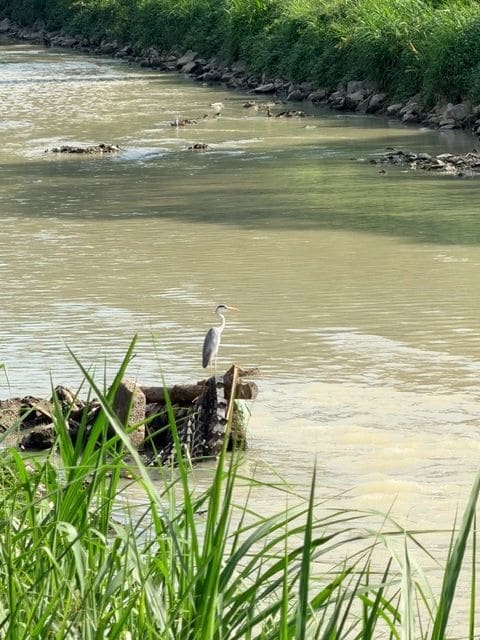 Along the riverwalk - I lost sight of Rob when he went down the bank for this photo!
