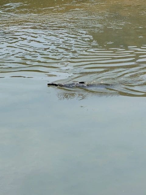 One of MANY Monitor lizards spotted