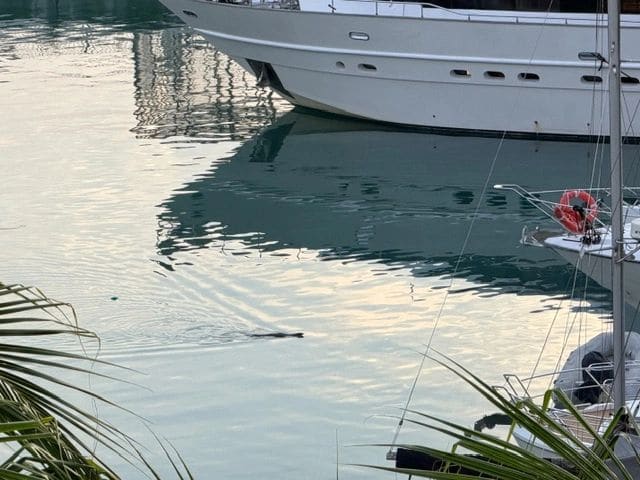 Monitor lizard - also saw many jelly fish and...