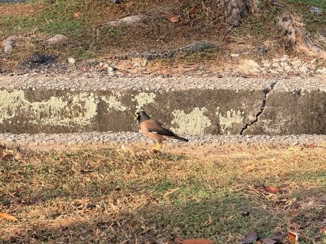 birds, and...
