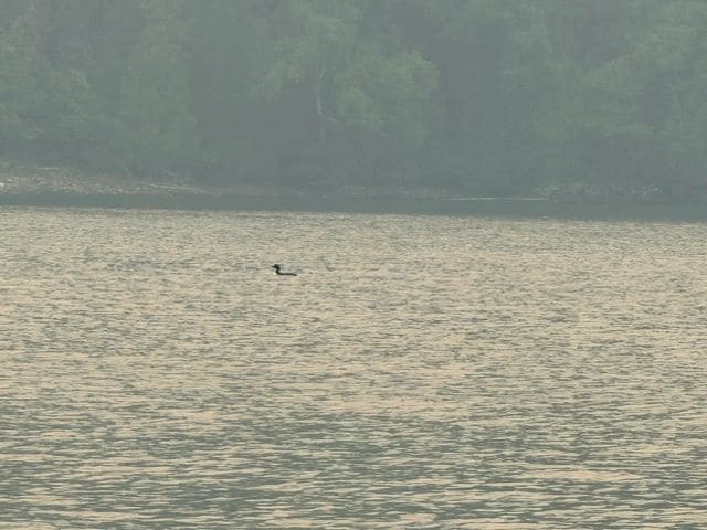 FIRST LOON SIGHTING! We heard them at Rossport, but this is our first (and only so far) sighting!