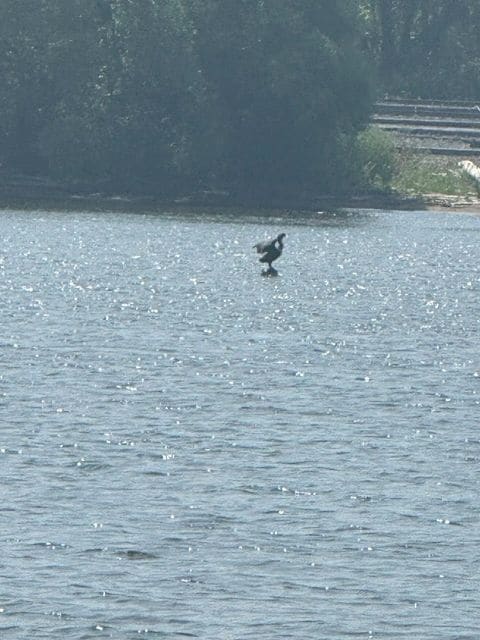 Bird perched on rock. Coming in to Barker's Island marina.