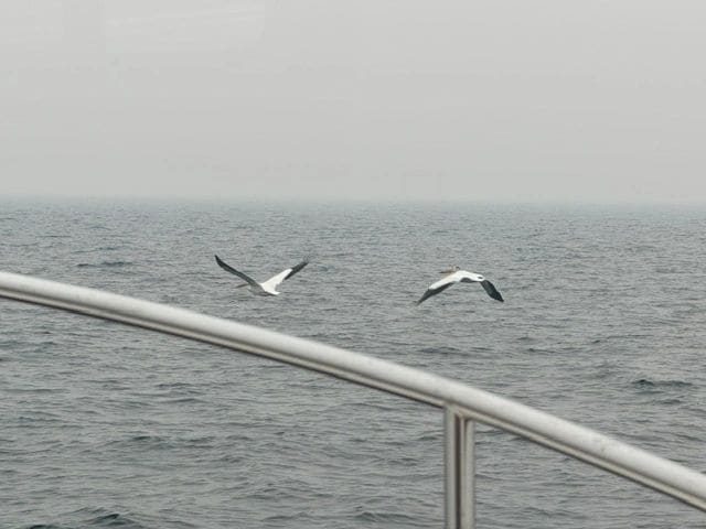 American White Pelicans are a welcomed site among the smoky/foggy vista