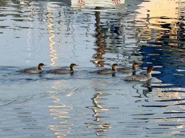 Common Merganser ducks in the marina