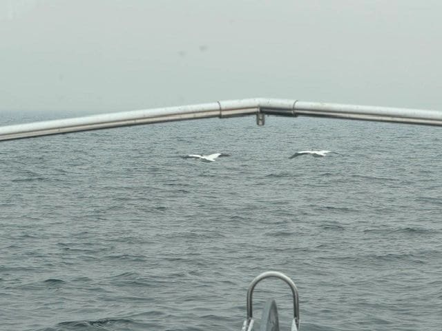 More American White Pelicans