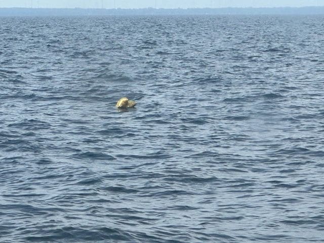 "Balloons on the water"