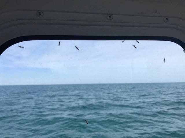Enter midge season