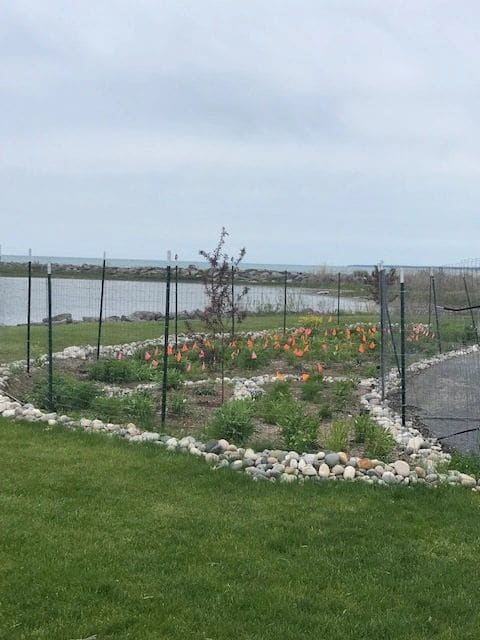 Harrisville Marina maintains a herb garden - available to all!
