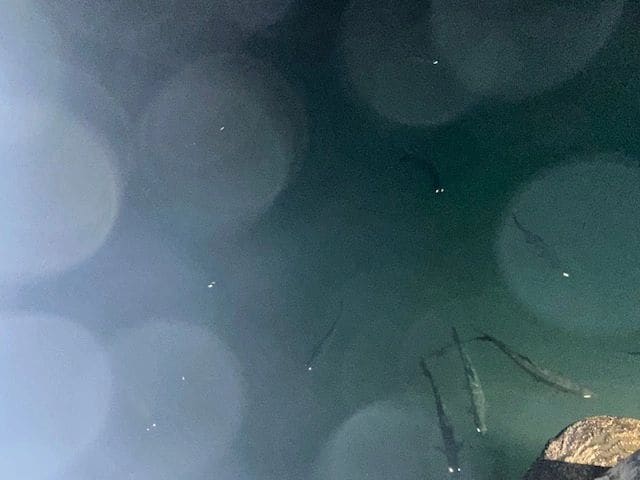 Large Tarpon (protected fish) at Galleon Marina at night.