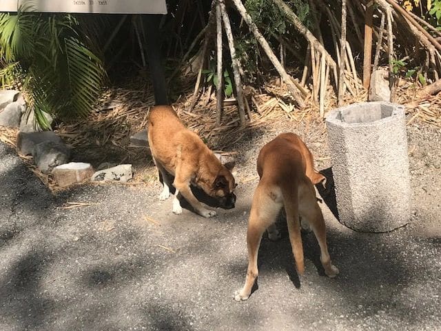 Realizing he would be followed by these two and perhap more, the sandwich owner wisely--and kindly--handed it over to them!