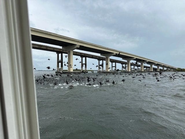 Not sure where this is…interrupted a flock of birds as we went under bridge.