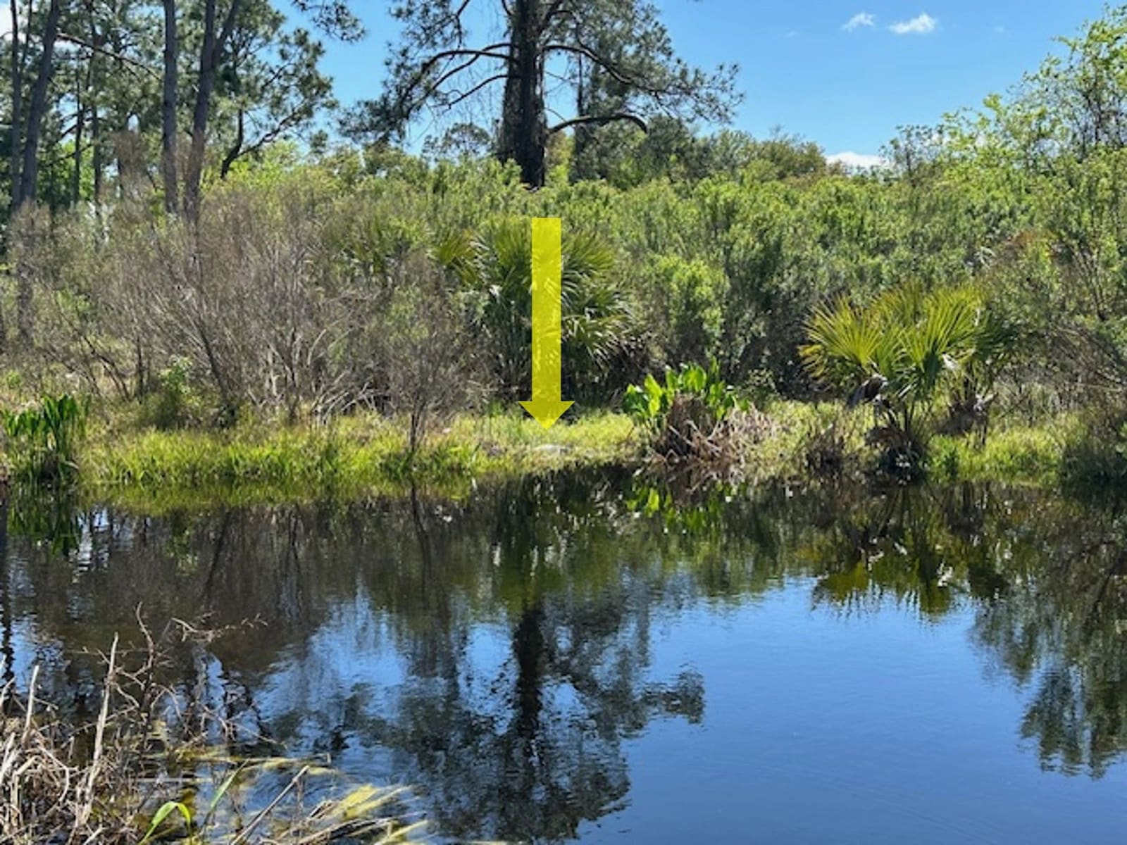 1st alligator sighting (Rob's keen eye). Marina staff said it keeps returning to this spot--they've relocated him more than once.