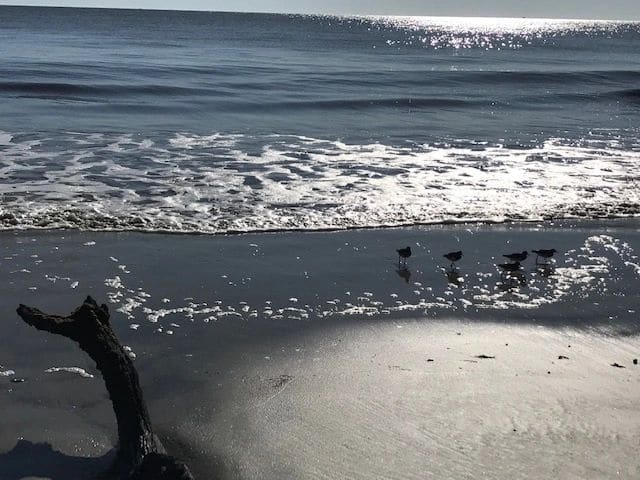Driftwood Beach.