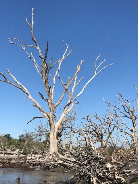 Driftwood Beach.