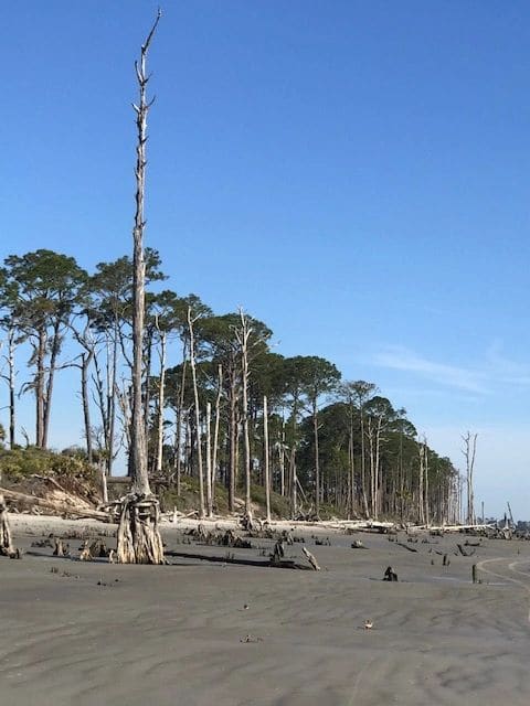 Driftwood Beach.
