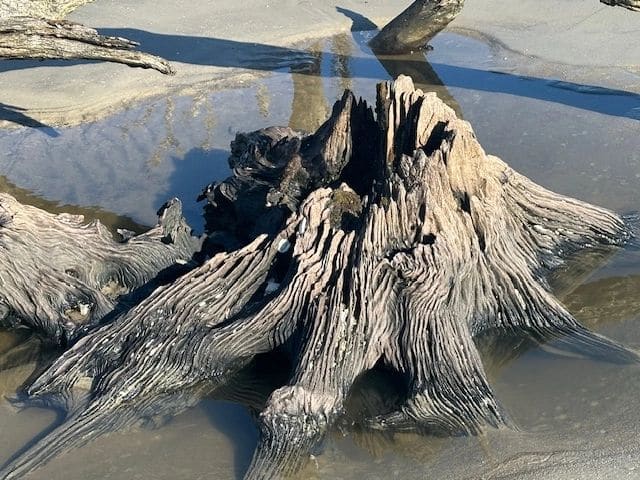 Driftwood Beach.