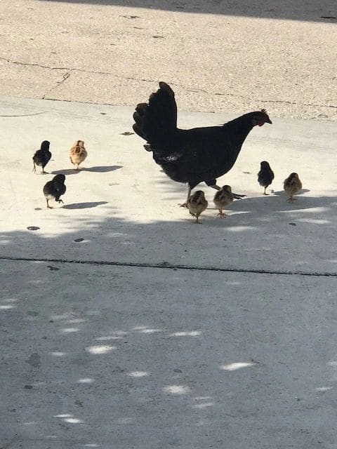 Roosters...and hens and chicks. Everywhere. Never gets old.