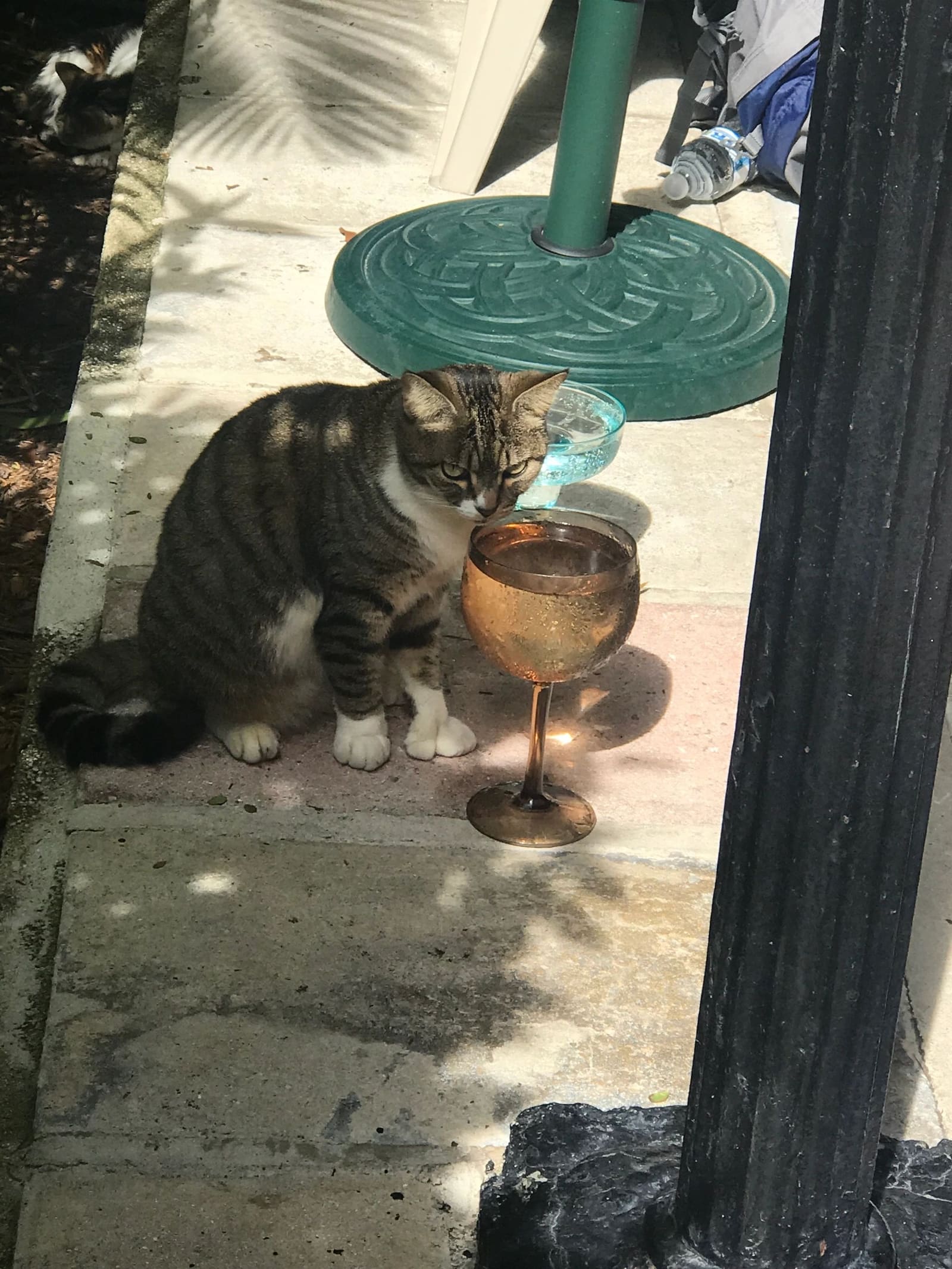 Only first-class treatment for the 61 cats on the grounds at the Hemingway House (not all have 6 toes, this one does)
