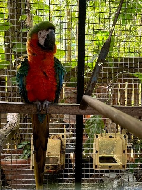A gorgous parrot...(I forgot his name :/ )