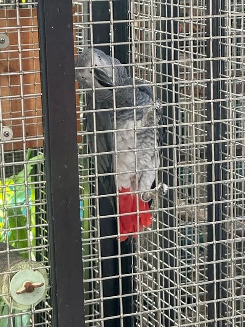 This is Pierre, he said 'hello' in a Garmin-style voice