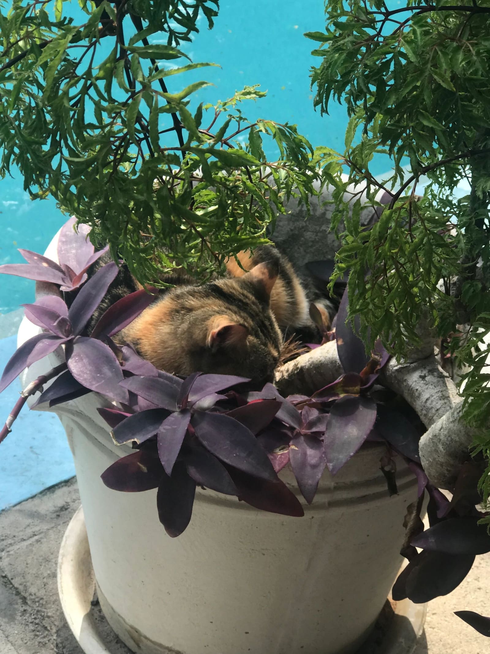 Poolside cat, Hemingway House