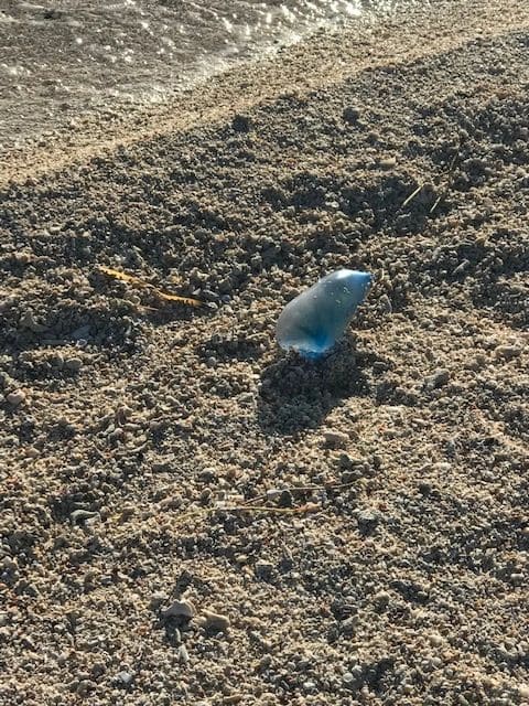Portuguese man o' war jellyfish are scattered along the beach