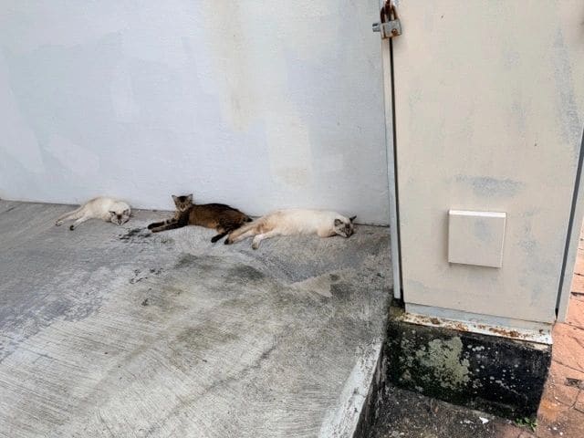Snoozing cats