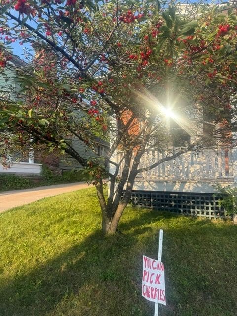 Free cherries!