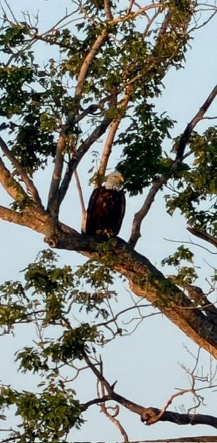 A really large Bald Eagle!