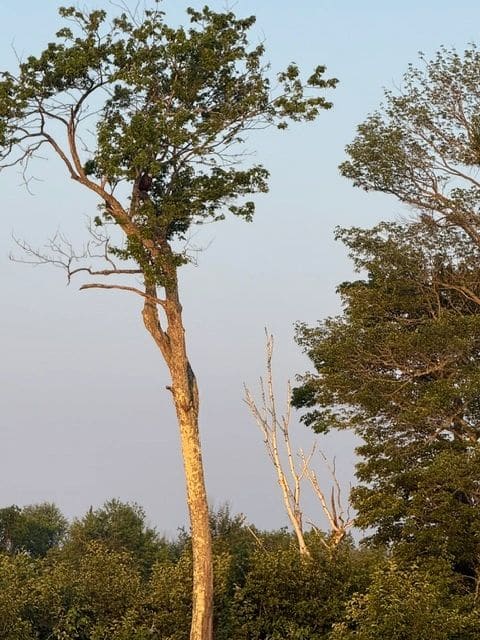 What's in that tree? (We circled back.)