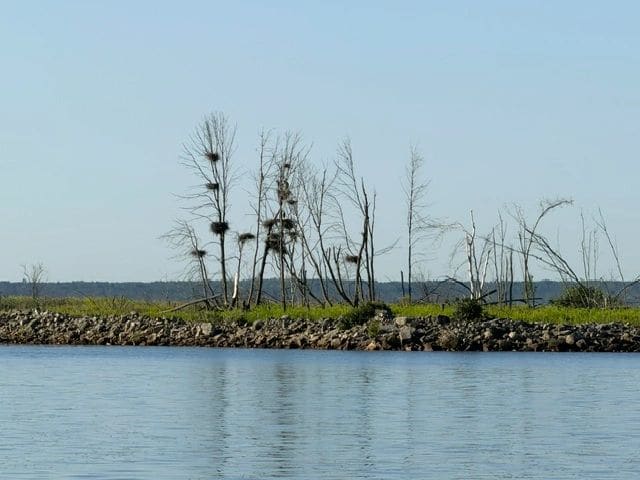 Blue Heron nests along the St Marys River.