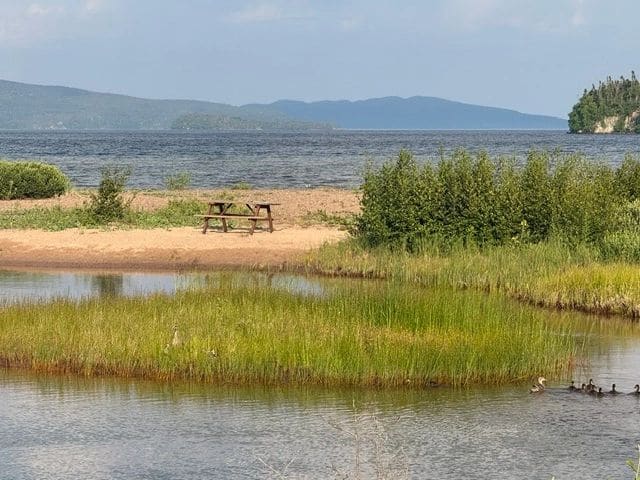 Scenes from after-dinner walk around Rossport (there were about 3 families of ducks in this marshy area :)