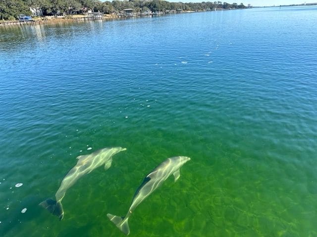 Dolphins!